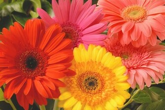 The Flower Heads Can Be A Small As 7cm Known Mini Gerbera Or