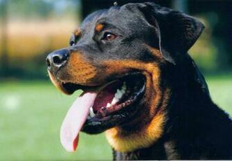 Rottweiler Dog HD Wallpaper Animals