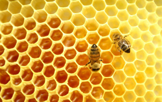 Honeycomb Wallpaper