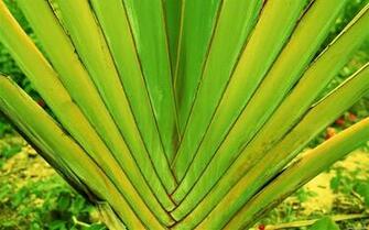 Tahiti Wallpaper Tropical Plants 10wallpaper