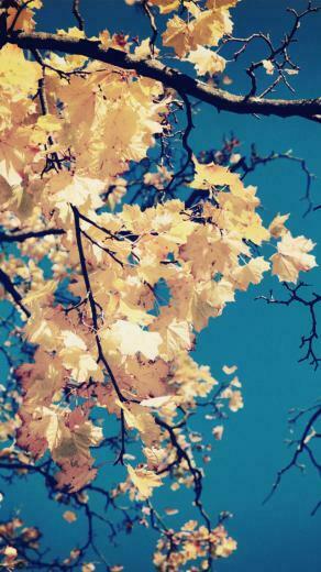 Autumn Leaves iPhone Wallpaper Tags Branches Golden Sky