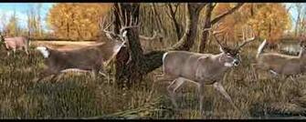 Buck And Doe Wallpaper Border