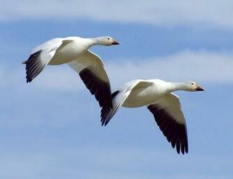 Geese Wallpaper Fun Animals Wiki Videos Pictures Stories