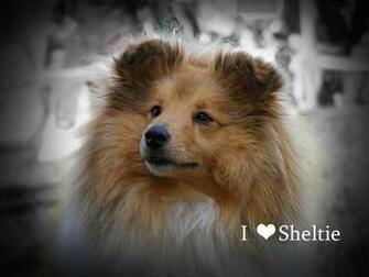 Sheltie Wallpaper By Topucci