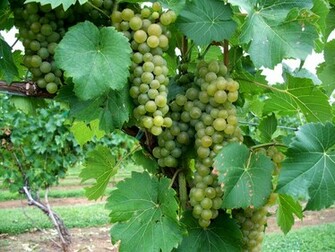 Pictures Grapes Wallpaper And Background Car