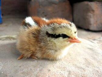 Chicken Pictures Domestic Bird Photos