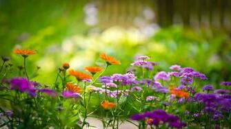 Flowers Windows Theme And Wallpaper All For