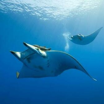 Wallpaper Ocean Life Wallpapercp iPad Gallery
