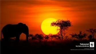 Wwf Still And Moving Image