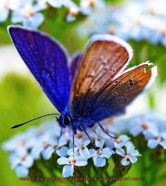 Beautiful Wallpaper Butterflies
