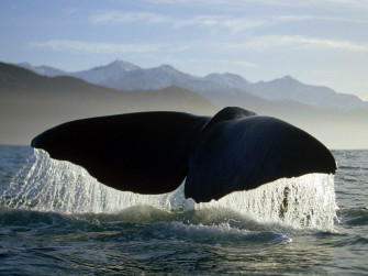 Whales HD Wallpaper