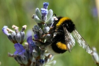 Bee Wallpaper Image And Animals Pictures