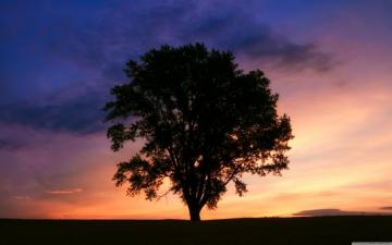 Tree Silhouette Photography Ultra HD Desktop Background Wallpaper