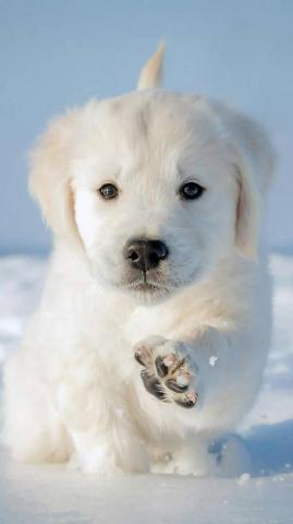 Cute Dog Wallpaper Enjpg