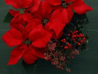 Background Flowery Flower Arrangement Poinsettia Photos