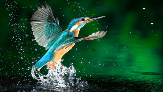 Stunning Kingfisher HD Wallpaper