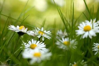 Wallpaper Flowers Chamomile Grass Desktop In