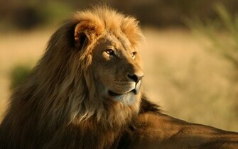 Lion Observing Desktop Pc And Mac Wallpaper