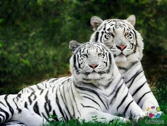National Geographics Animal Wallpaper For Desktop
