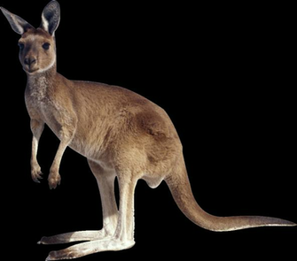 Kangaroo Png Transparent Image Background