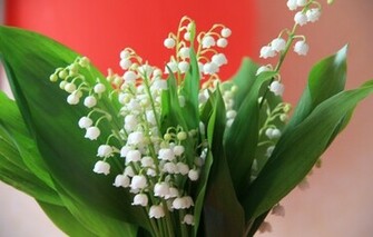 Wallpaper Lily Of The Valley Flowers Flower Spring White