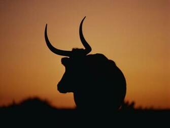High Resolution Image Buffaloes Auto Design Tech