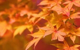 Autumn Leaves Wallpaper