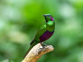 Animals Wild Birds Others Emerald Starling Wallpaper
