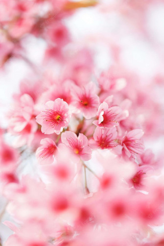Pink Cherry Blossom Wallpaper