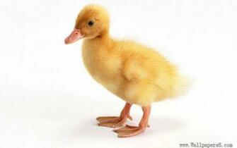 A Lovely Duckling Animal Wallpaper