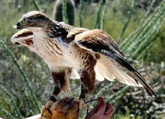 All Wallpaper Ferruginous Hawk Pictures