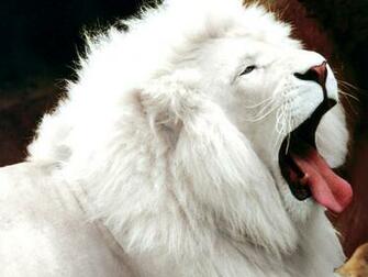 White Lion Top Wallpaper HD Image Widescreen Pc