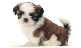Shih Tzu Dog Breed Information