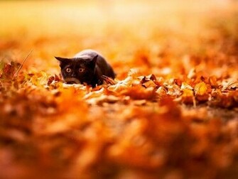 Cute Fall Wallpaper