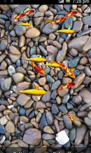 Koi Live Wallpaper Apk For Android Aptoide