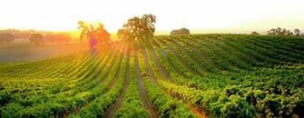 Wine Vineyard Wallpaper Vineyards
