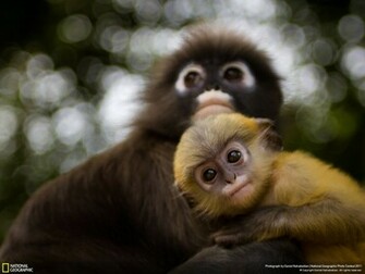 Url Smscs Photo Monkey Html