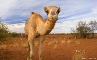 Arabian Camel Wallpaper