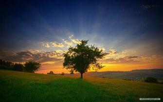 Wallpaper Nature Sunshine And Trees