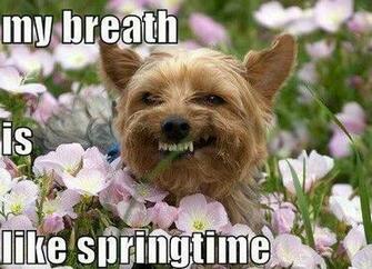 Funny Dog Dogs Derp Pictures My Breath Is