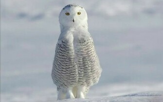 Snowy Owl Wallpaper