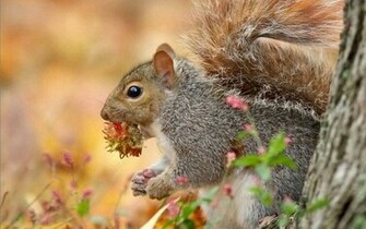 Chipmunk Macro Shot Widescreen HD Wallpaper