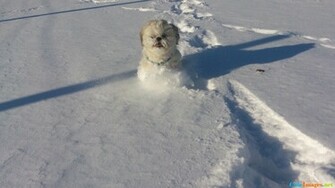 Winter Fun Cute Dogs Dog Pictures Breeds