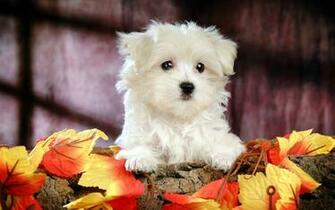 Poodle