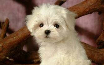 Maltese Dogs The Dog Wallpaper Best
