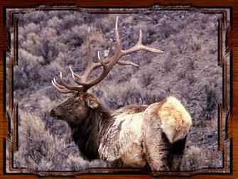 Yellowstone National Park Elk Pictures Wallpaper
