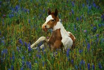 American Paint Horse The Life Of Animals