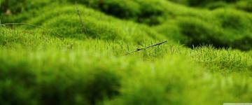 Green Moss Ultra HD Desktop Background Wallpaper For 4k UHD Tv