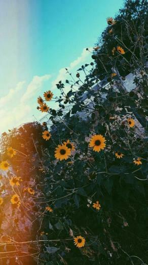 Eine Andere Sonnenblume Msm Blumen