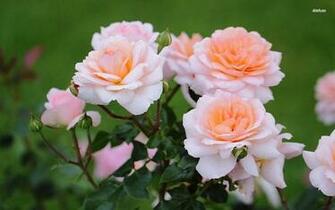 Amazing HD Flower Wallpaper Tech Lovers L Web Design And